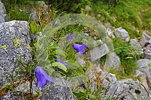 Květiny ve slovenských horách