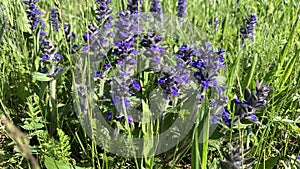 wildflowers. Small purple meadow flowers. natural photo of green field