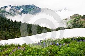 Wildflowers & Snow