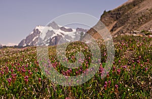 Wildflowers with snowy Mt. Shuksan in the distance