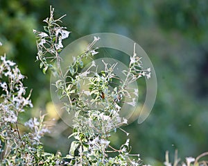 Wildflowers and spider webs