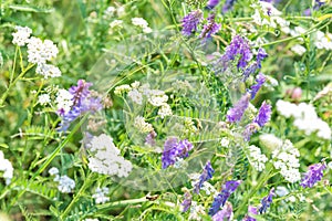 Wildflowers in a spring meadow