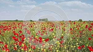 Wildflowers spring meadow landscape