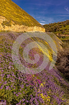 wildflowers during spring super bloom following rains in Central California near Soda Lake & Cuyama