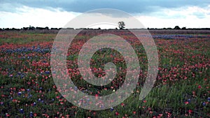 Wildflowers Springtime Horizon Rural Countryside Flat Clouds