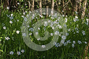 Wildflowers of Stellaria Holostea with woods background in springtime shadow