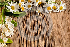 Wildflowers. Studio photography. Camomile, jasmine, on the black