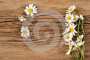 Wildflowers. Studio photography. Camomile, jasmine, on the black