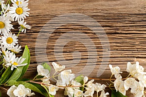 Wildflowers. Studio photography. Camomile, jasmine, on the black