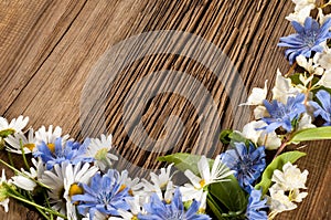 Wildflowers. Studio photography. Camomile, jasmine, cornflower,