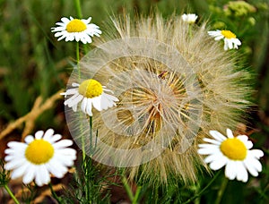 Wildflowers on a summer day photo