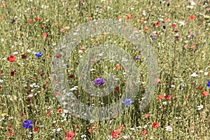 Wildflowers in a summer meadow displaying the wonder of nature