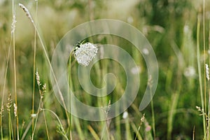 Wildflowers in summer meadow. Daucus carota flowers close up in countryside. Wild carrot flower