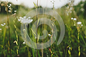 Wildflowers in summer meadow. Daucus carota flowers close up in countryside. Wild carrot flower and herbs close up in evening