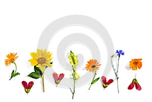 Wildflowers summer sunflower, flowers calendula, linaria, blue cornflower, red samaras maple ash with space for text on white