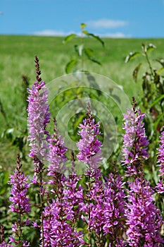 Wildflowers on a Sunny day