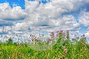 Wildflowers sunny meadow