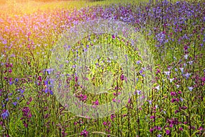 Wildflowers on a sunny summer day