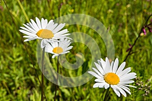 Wildflowers on a sunny summer day