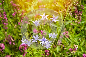 Wildflowers on a sunny summer day