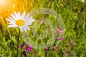 Wildflowers on a sunny summer day