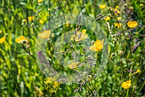 Wildflowers on a sunny summer day