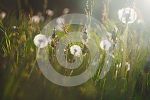 Wildflowers at sunrise