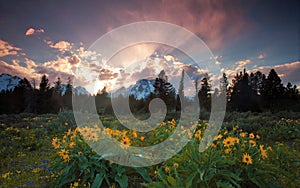 Wildflowers and sunset