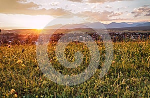 Wildflowers at sunset