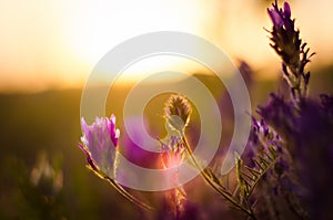 Wildflowers at sunset