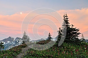 Wildflowers and tatoosh mountain range at sunset