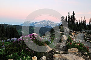 Wildflowers and tatoosh mountain range at sunset