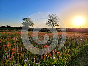 Wildflowers at Texas A&M University Central Texas