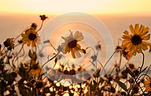 Wildflowers at Torrance State Beach, Los Angeles County, California