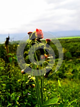 wildflowers for tranquilizers