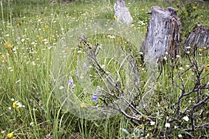 Wildflowers in Tuolumne Meadow, Yosemite National Park