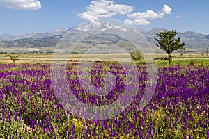 Wildflowers in Turkey and Mount Erciyes photo