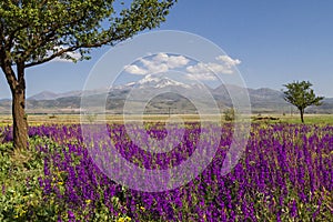 Wildflowers in Turkey and Mount Erciyes