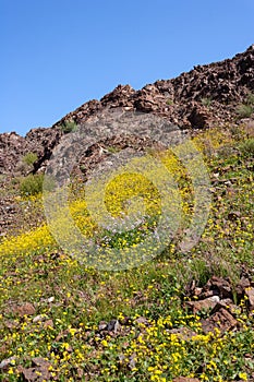 Wildflowers in the UAE Desert