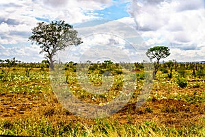 Wildflowers under partly cloudy sky in spring time in Kruger National Park