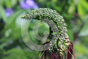 Wildflowers that are unique and beautiful