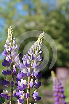 wildflowers vicia cracca