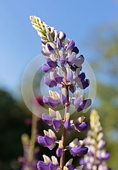 wildflowers vicia cracca