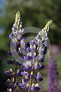 wildflowers vicia cracca