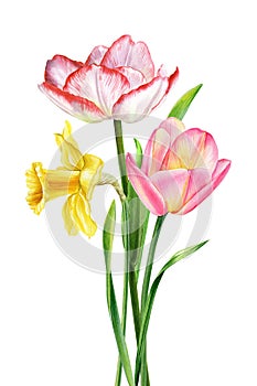 Wildflowers watercolor bouquet. Garden flowers, leaves. Floral pastel hand drawn isolated on white background, clipart