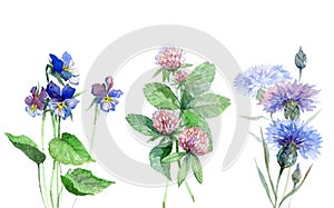 Wildflowers watercolor set with violet, clover, cornflower.