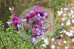Wildflowers West Australia Eremophila Cuneifolia