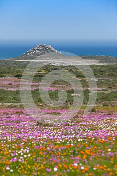 Wildflowers in the West Coast National Park