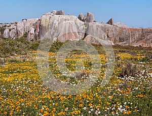 Wildflowers in the West Coast National Park