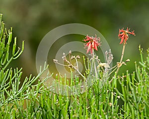 Wildflowers Western Uganda near Fort Portal